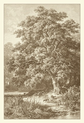 Sepia Oak Tree