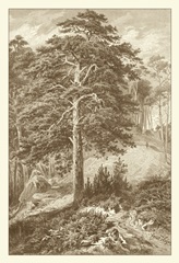 Sepia Wild Pine