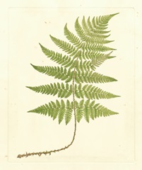 Soft Prickley Shield Fern