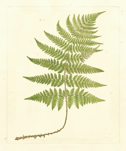 Soft Prickley Shield Fern