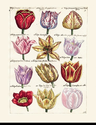 Tulips En Masse I