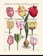 Tulips En Masse II