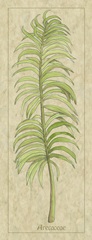 Arecaceae Leaf