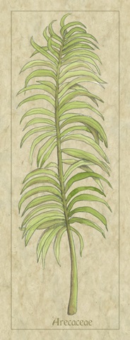 Arecaceae Leaf