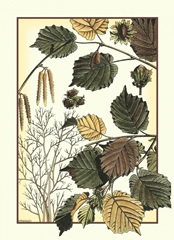 Arts and Crafts Hazelnut