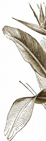 Bird of Paradise Triptych I