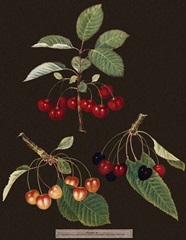 Brookshaw Cherries