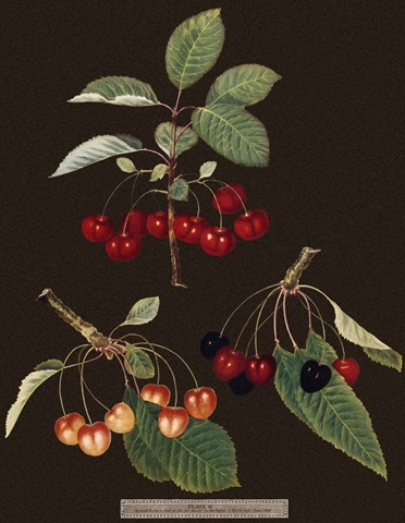 Brookshaw Cherries