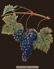Brookshaw Purple Grapes