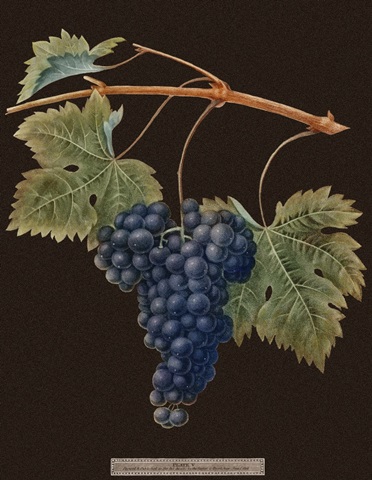 Brookshaw Purple Grapes
