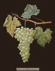 Brookshaw White Grapes