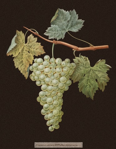 Brookshaw White Grapes