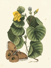 Catesby Butterfly and Botanical I