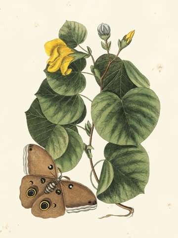 Catesby Butterfly and Botanical I