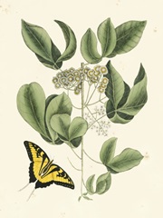Catesby Butterfly and Botanical II