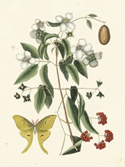 Catesby Butterfly and Botanical III