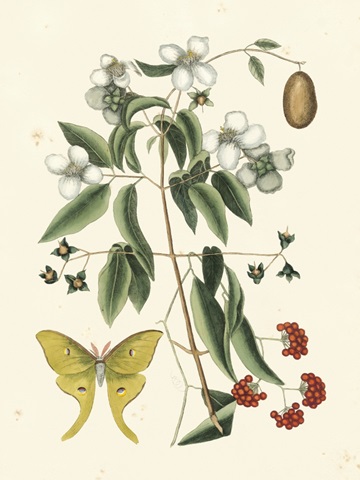 Catesby Butterfly and Botanical III