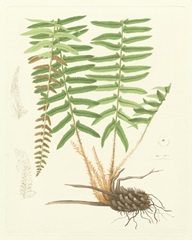 Eaton Ferns IV