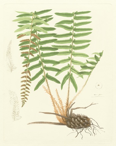 Eaton Ferns IV