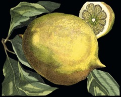 Fragrant Citrus I
