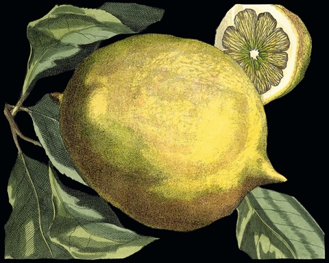 Fragrant Citrus I