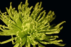 Fuji Mum I