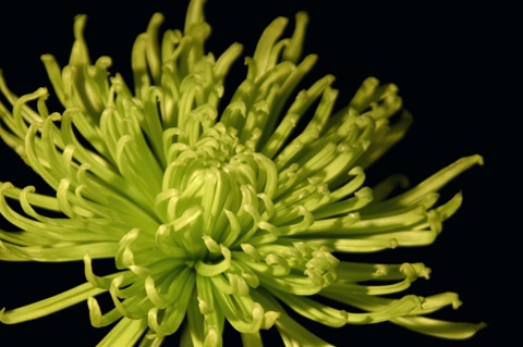 Fuji Mum I