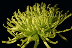 Fuji Mum II