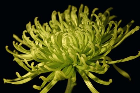 Fuji Mum II