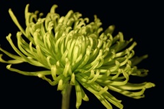 Fuji Mum III