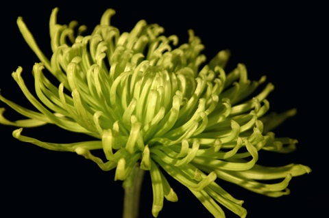 Fuji Mum III
