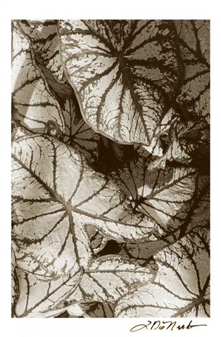 Garden Textures IV