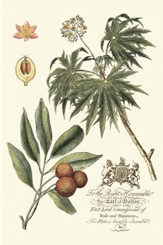 Imperial Foliage II