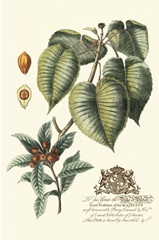 Imperial Foliage III