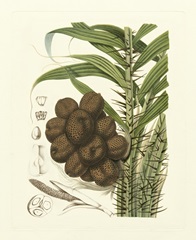 Island Fruits I