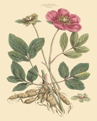 Blushing Pink Florals I