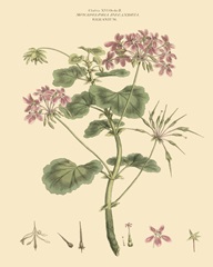 Blushing Pink Florals IV