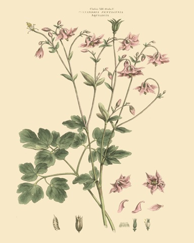 Blushing Pink Florals IX