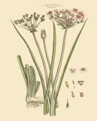 Blushing Pink Florals VIII