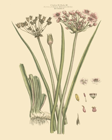 Blushing Pink Florals VIII