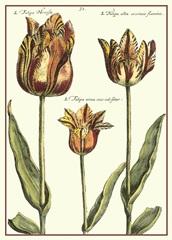 De Passe Tulipa I