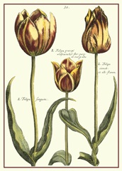 De Passe Tulipa II