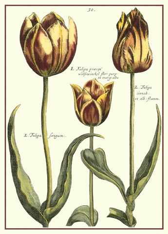 De Passe Tulipa II