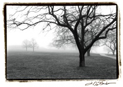 Distant Trees on FAP