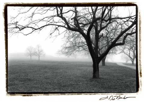 Distant Trees on FAP