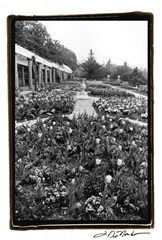 Garden Elegance VIII