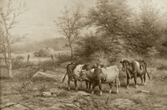 Grazing Cattle