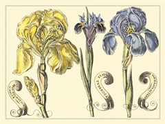 Iris in Bloom I