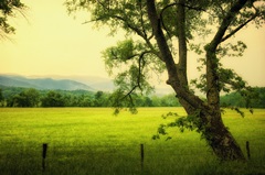 Morning at the Cove I