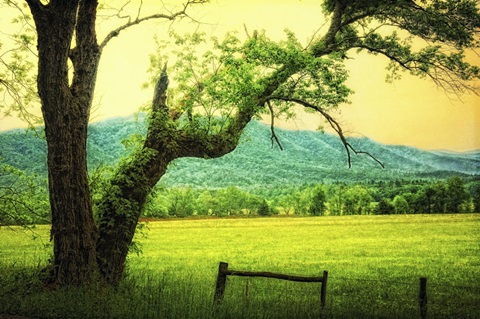 Morning at the Cove II